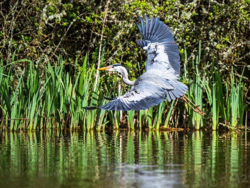Grey Heron, Ardea cinerea, bird in flight over spring lake