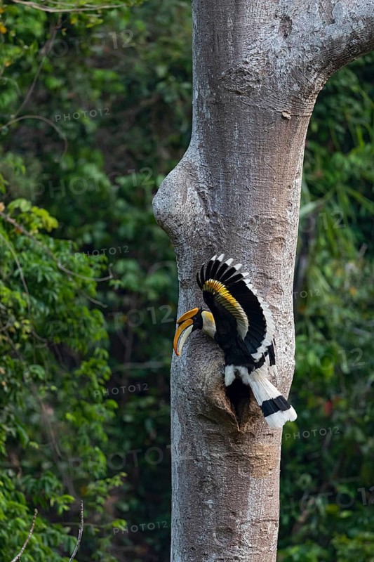 Great Hornbill (Buceros bicornis) male feeding at breeding cavity, Yunnan, China
