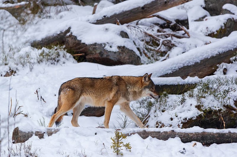 One adult eurasian gray wolf (Canis lupus lupus) walking thru a snow covered clearing with lots of cut trees
