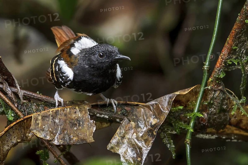 Southern Chestnut-tailed Antbird (Myrmeciza hemimelaena) perched on a branch in Manu National Park, Peru