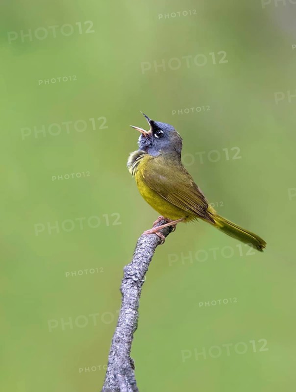 A MacGillivray's Warbler, Geothlypis tolmiei perched in the Cypress Hills, Saskatchewan, Canada