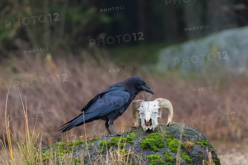 One common raven (Corvus corax) standing on a rock, searching for food on a ram skull. On a dry lakeshore on an autumnal misty cold morning