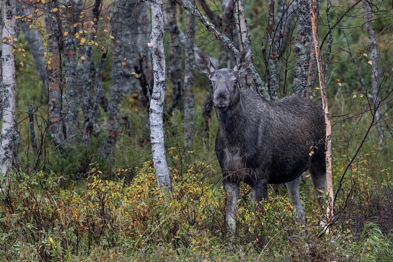 One of two moose siblings (Alces alces) from the previous year steps onto the shore of Hällsjön, September, Sweden