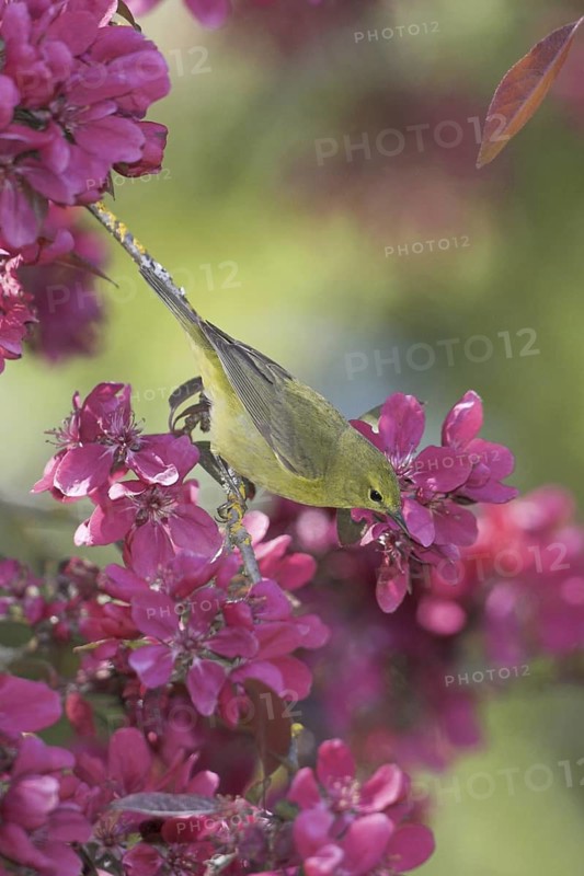 Orange-crowned Warbler (Leiothlypis celata), British Columbia, Canada