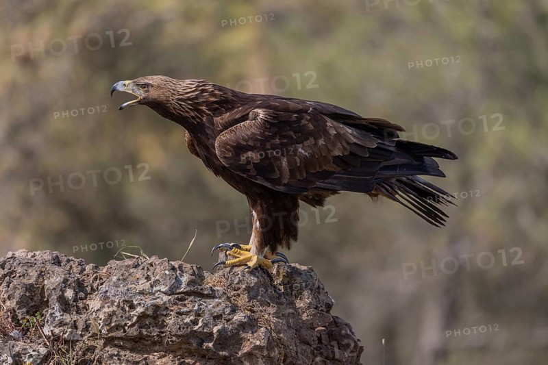 Golden eagle (Aquila chrysaetos), calling on a rock, Andalusia, Spain