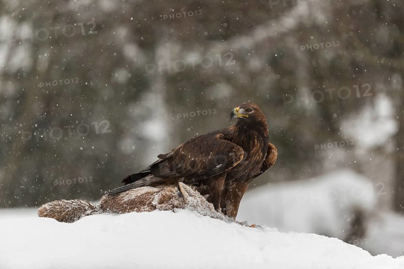 One golden eagle (Aquila chrysaetos) sitting on a carcass of a red fox on a snowy meadow during snowfall. A forest in the background
