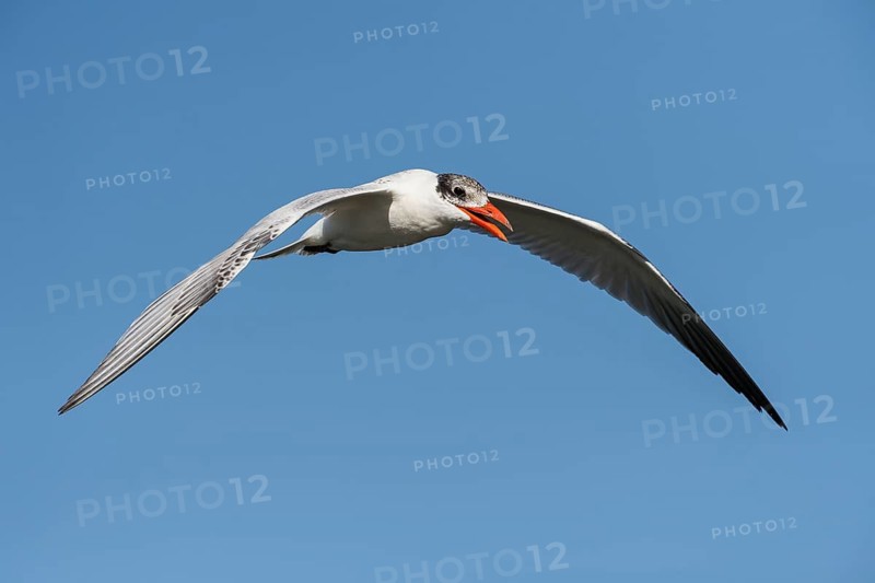 Caspian Tern (Hydroprogne caspia) flying, Eilat, Israel