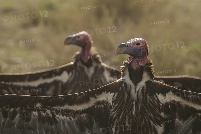 Lappet-faced Vulture (Torgos tracheliotos), Northern Cape, South Africa