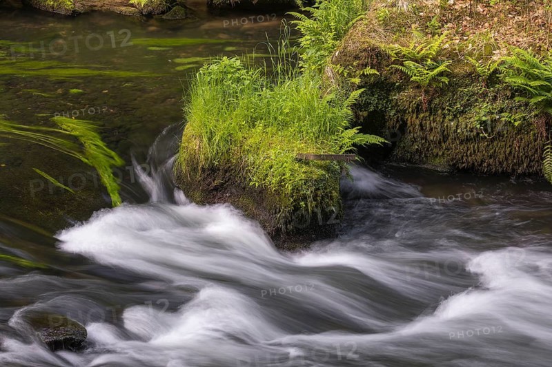 Flowing, silky water with ferns and rocks in the Edmunds Gorge, river Kamnitz, Hrensko, Ustecky kraj, Czech Republic