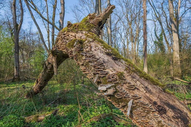 Tree trunks lie on the ground in the forest. Mushrooms and moss grow on wood. Trees are under a clear sky. Bas Rhin, Alsace, France