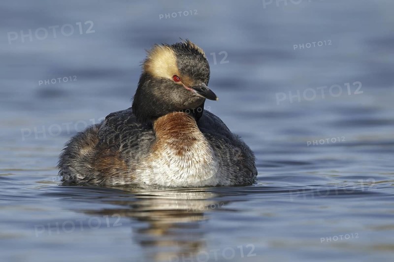 Horned Grebe (Podiceps auritus), Maryland, USA