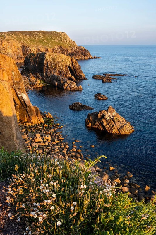 Coastal landscape at Land's End. White blooming wildflowers in front. Evening, golden hour. Land's End, Penzance, Cornwall, England, Great Britain