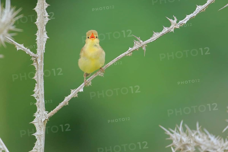 Melodious Warbler (Hippolais polyglotta) male singing, Andalusia, Spain