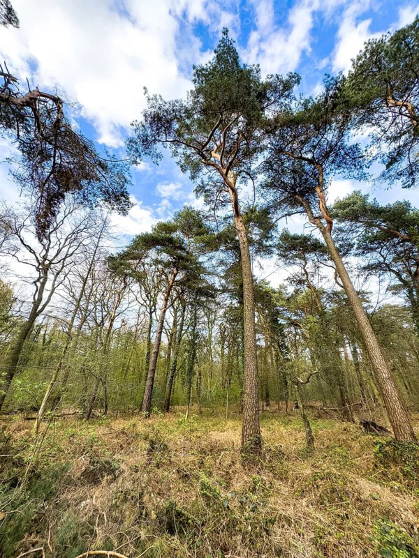 Scattered tall scots pine (Pinus silvestris) standing in a small clearing, mixed deciduous forest in the background, blue sky with white clouds above, Kirchheller Heide, Kirchhellen, North Rhine-Westphalia, Germany
