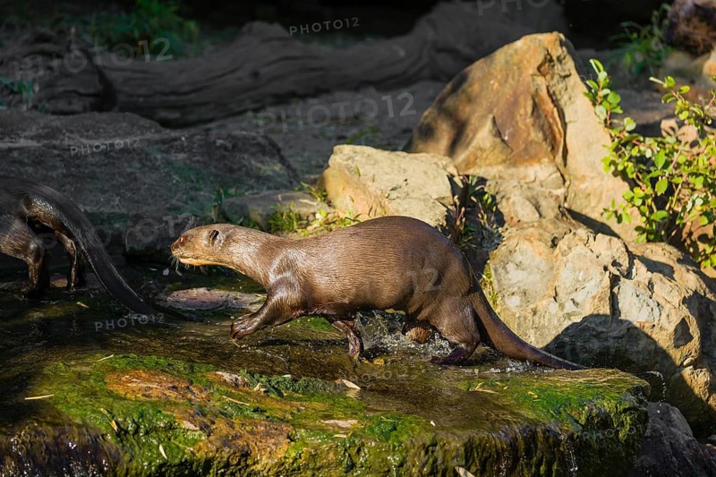 One giant otter or giant river otter (Pteronura brasiliensis) stands on a mossy rock at a little cascade