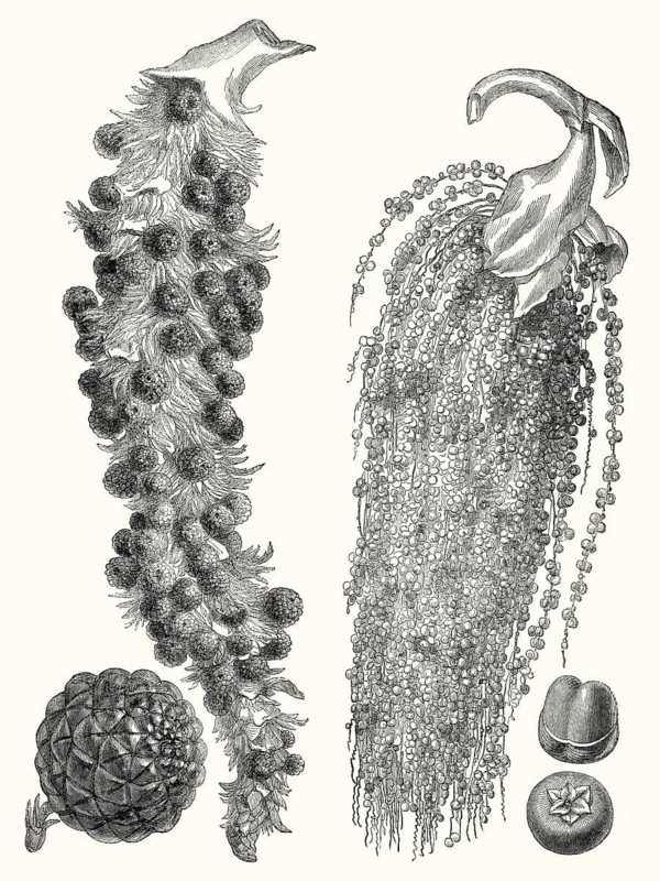 Raffia palm, Raphia vinifera and Jaggery palm, Caryota urens, flowering plant in the palm family