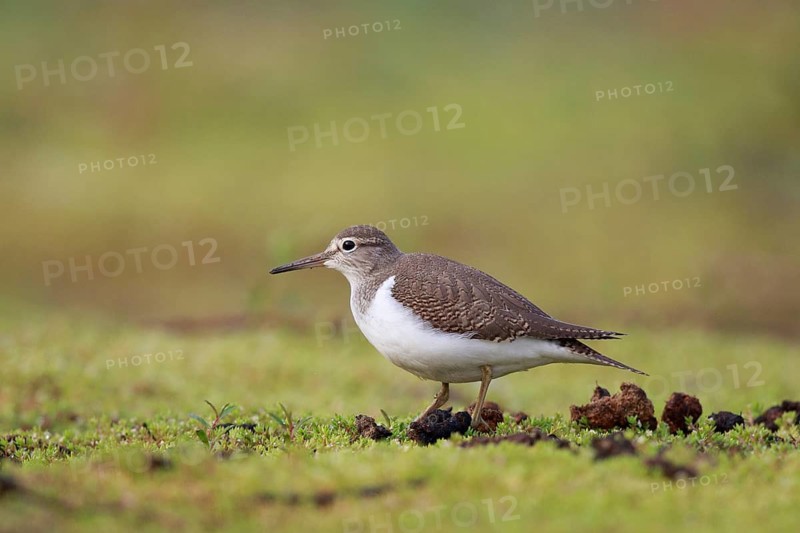 Common Sandpiper (Actitis hypoleucos) foraging, North Rhine-Westphalia, Germany