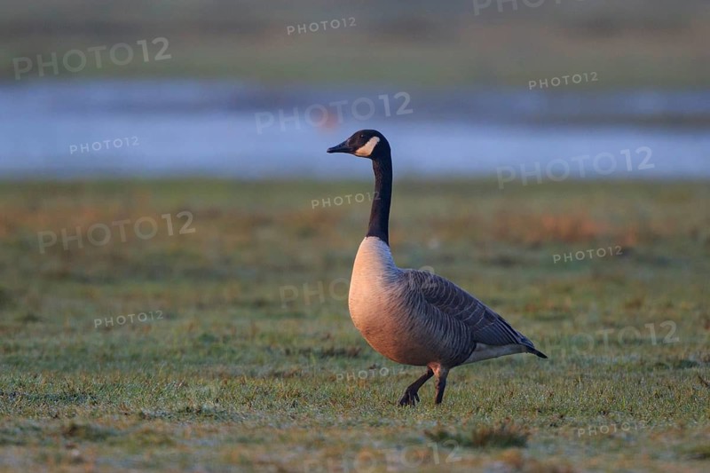 Canada Goose (Branta canadensis), North Rhine-Westphalia, Germany