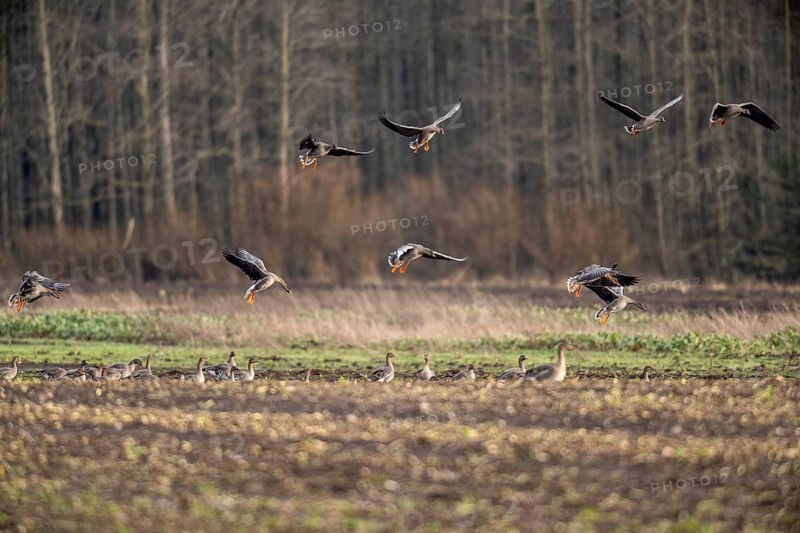 Bean geese (Anser fabalis), flying, Emsland, Lower Saxony, Germany