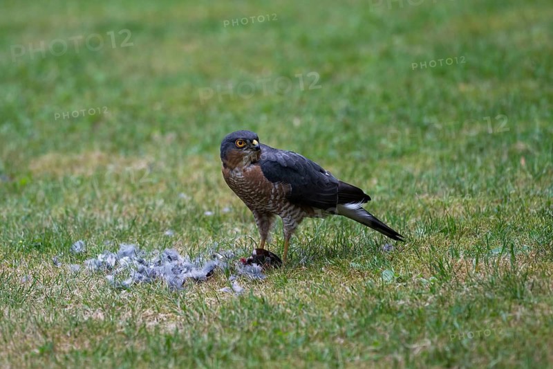 Sparrowhawk (Accipiter nisus), male plucks the bird he has just captured after a successful hunt in the meadow and crowns it extensively, Bielefeld, Germany