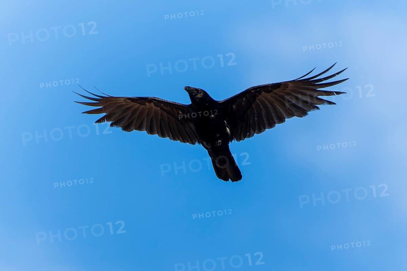 A black crow flies in the sky with its wings spread wide, Raven Crow (Corvus corone) wildlife, Germany
