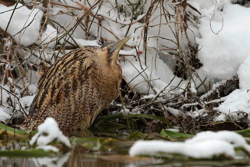 Eurasian Bittern (Botaurus stellaris), Saxony-Anhalt, Germany