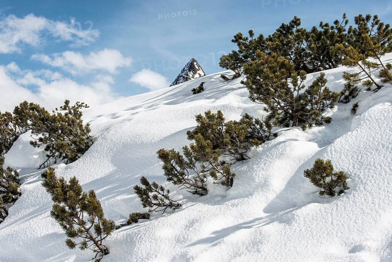 Mountain pines (Pinus mugo) in the snow, Galtür, Tyrol, Austria