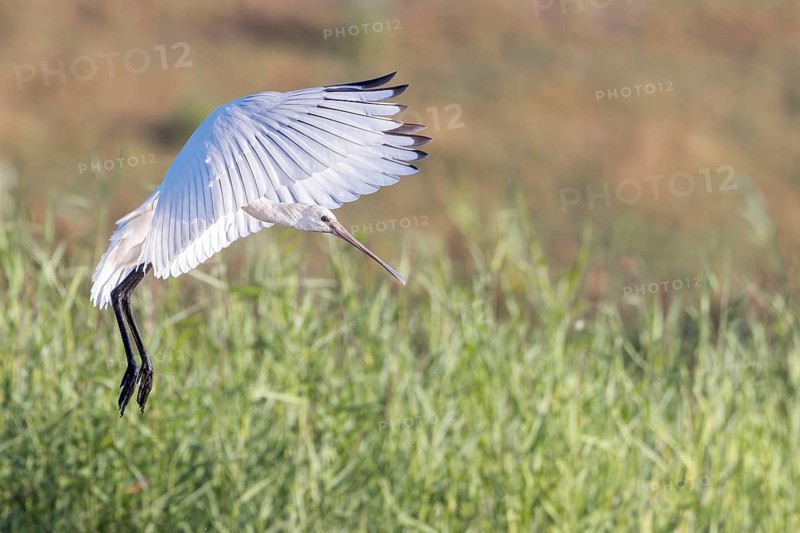 Eurasian Spoonbill (Platalea leucorodia) juvenile approaching, Groningen, Netherlands