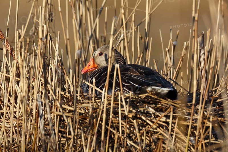Greylag Goose (Anser anser) breeding in reeds, Mecklenburg-Western Pomerania, Germany
