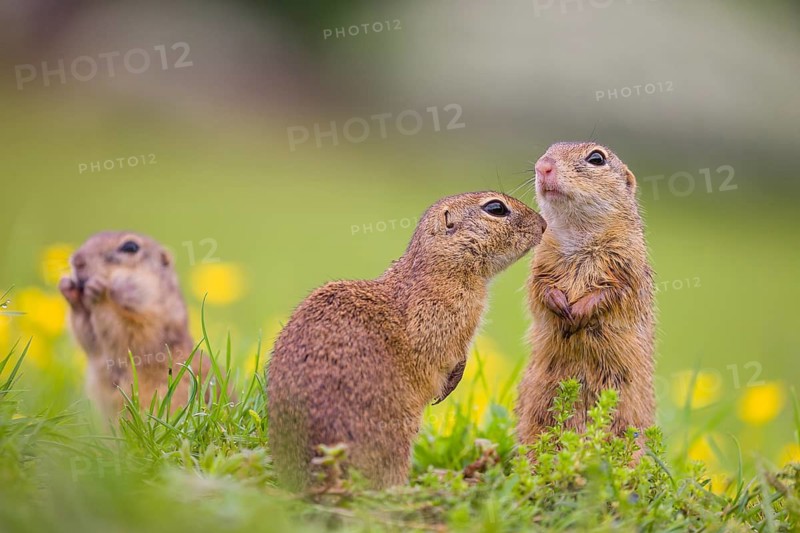 Three adult European ground squirrel (Spermophilus citellus) or European souslik stand tall in green gras next to a flowering Ranunculus