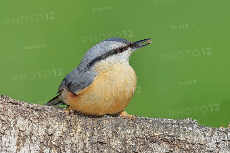 Nuthatch (Sitta europaea) sitting on a fallen birch trunk, Animals, Birds, Siegerland, North Rhine-Westphalia, Germany