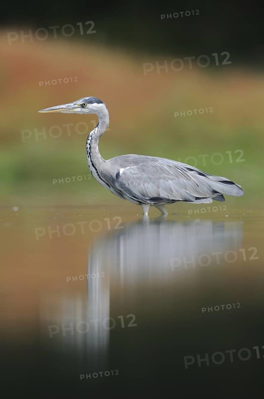 Grey Heron (Ardea cinerea), Thuringia, Germany