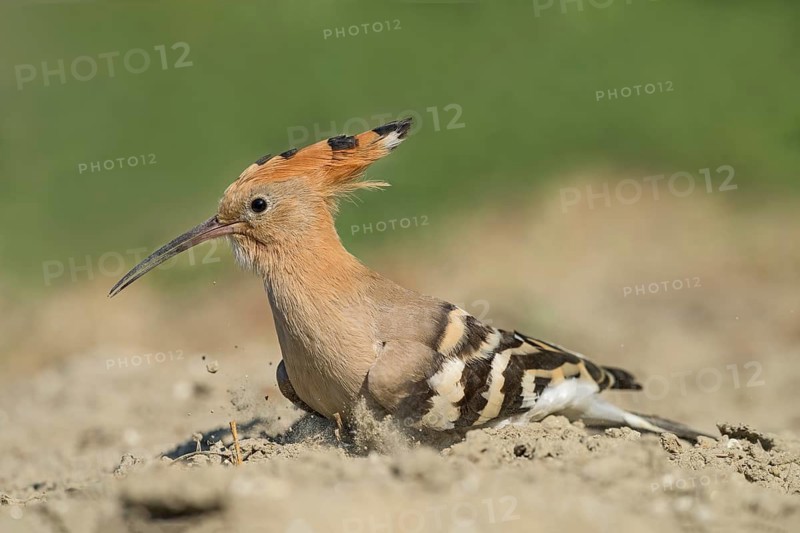 Eurasian Hoopoe (Upupa epops) sand bathing, Aosta Valley, Italy