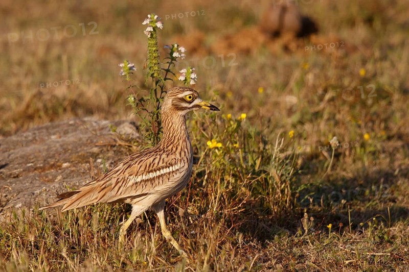 Eurasian Stone-curlew (Burhinus oedicnemus), Mallorca, Spain