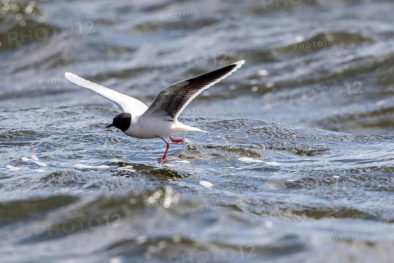 Little Gull (Hydrocoloeus minutus) flying, Romania