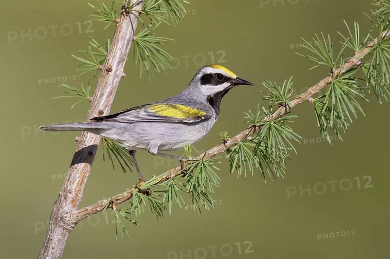 Golden-winged Warbler (Vermivora chrysoptera), Michigan, USA