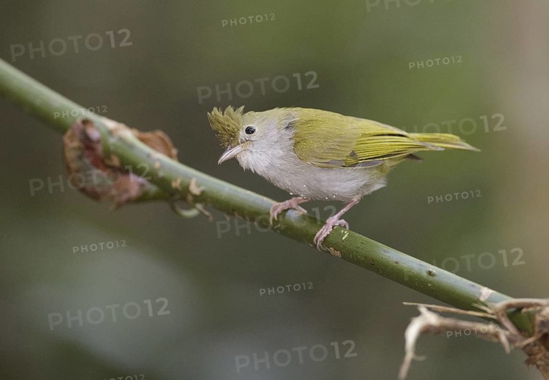 White-bellied Erpornis (Erpornis zantholeuca), Chaiyaphum, Thailand