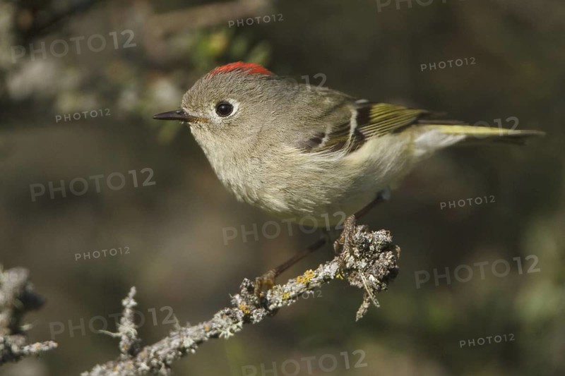 Ruby-crowned Kinglet (Regulus calendula), Manitoba, Canada