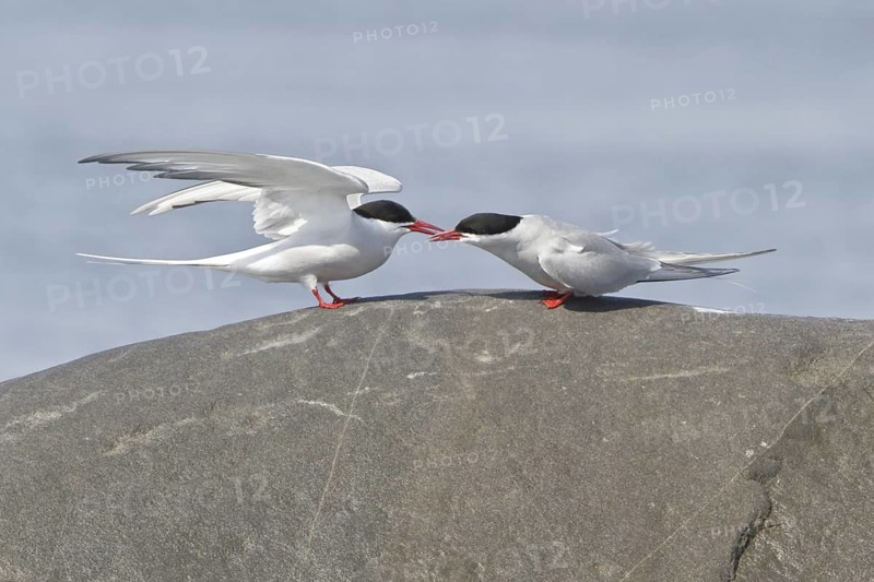 Arctic Tern (Sterna paradisaea), Manitoba, Canada