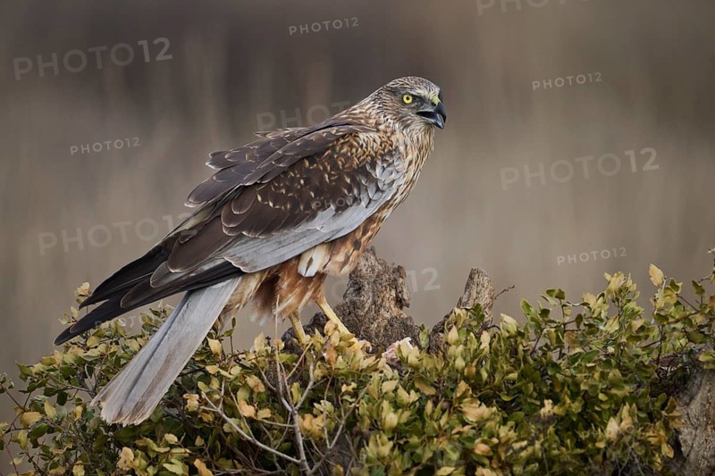 A majestic red kite sits alert on a branch, its sharp eyes scouting the surroundings, poised to swoop down on its prey at the perfect moment