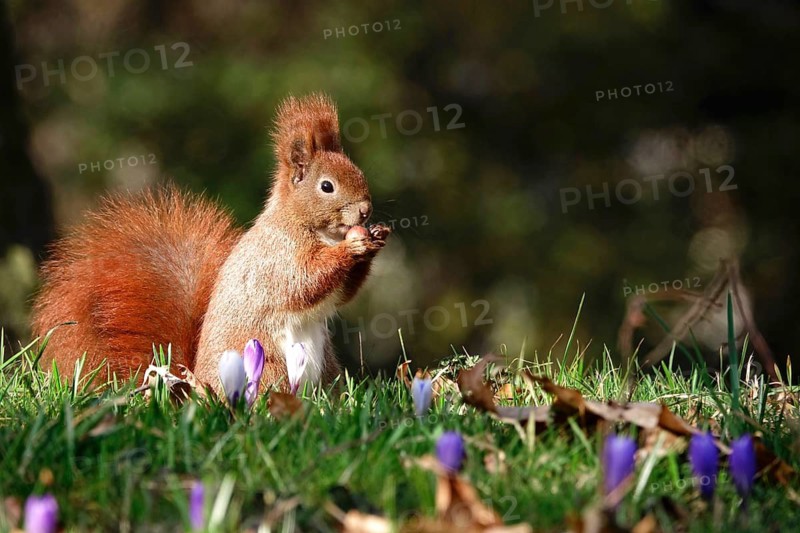 Squirrel with nut, early March, Germany