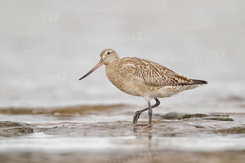 Bar-tailed Godwit (Limosa lapponica), Western Australia, Australia