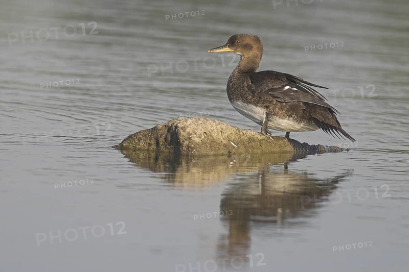Hooded Merganser (Lophodytes cucullatus) female, British Columbia, Canada