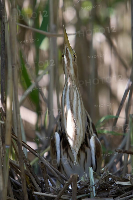 Little Bittern (Ixobrychus minutus) female at nest, Nizhegorodskaya, Russia
