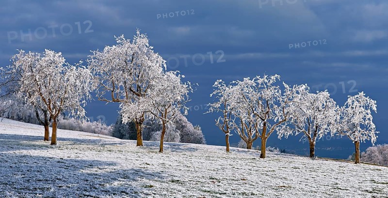 Winter landscape with trees and meadows in hoarfrost, Beinwil, Freiamt, Canton of Aargau, Switzerland