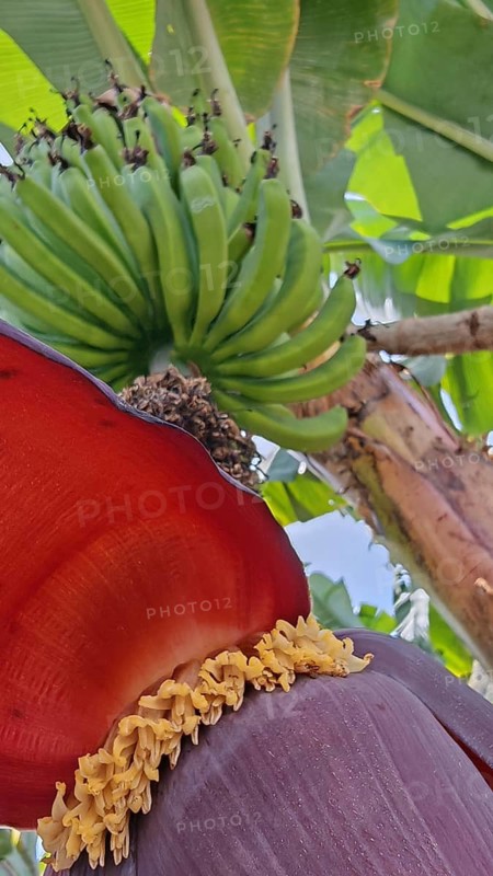 Close-up of a banana blossom (musa) under a bunch of green bananas on the bush, hiking in the Paul Valley, Vale do Paul, Santo Antao, Cabo Verde, Cape Verde