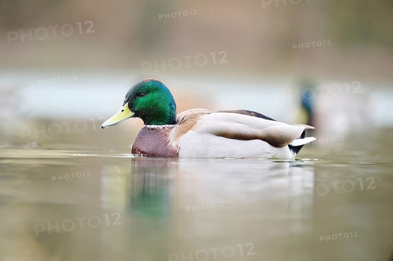 Wild duck (Anas platyrhynchos), male swimming on a lake, Bavaria, Germany Europe