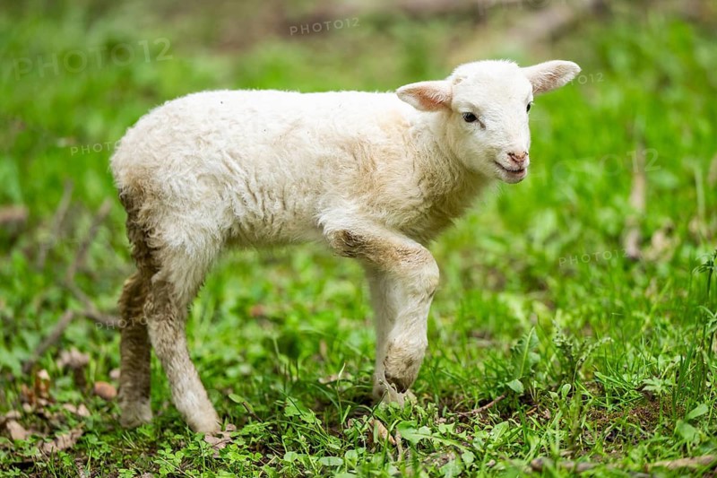 Domestic sheep (Ovis orientalis aries) lamb on a meadow, Bavaria, Germany