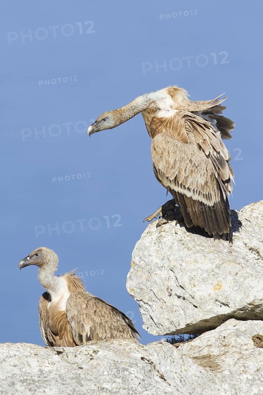 Griffon Vulture (Gyps fulvus), Mallorca, Spain