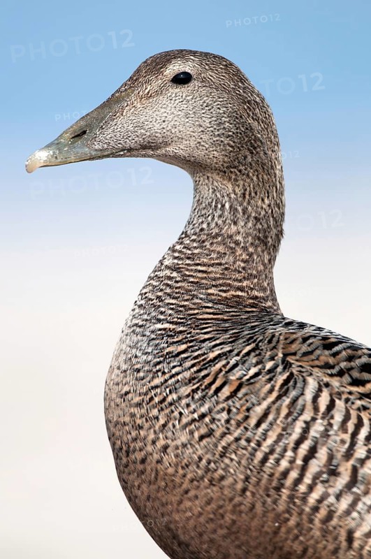 Common Eider (Somateria mollissima) female, Schleswig-Holstein, Germany